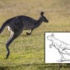 ‘Eerste kangoeroes hupten niet, maar liepen gewoon’