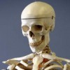 Skelet overleden leraar hangt in biologielokaal