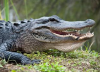 ‘Stoffen in alligatorbloed werken mogelijk als antibiotica’